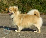 Tibetan Spaniel